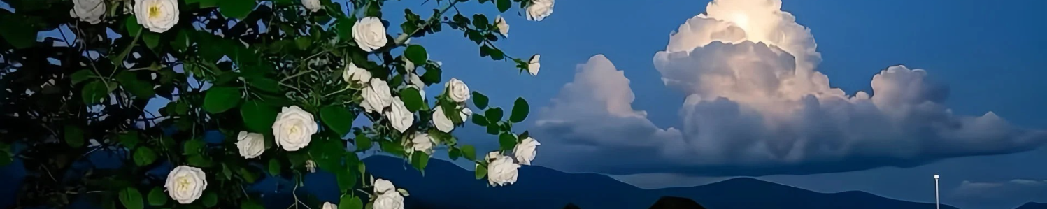 背景图片