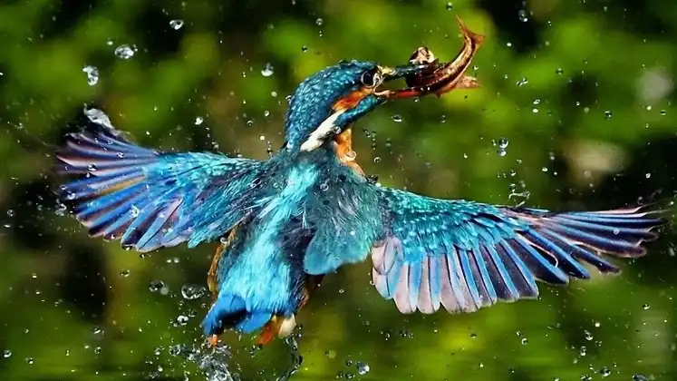 birdwatching