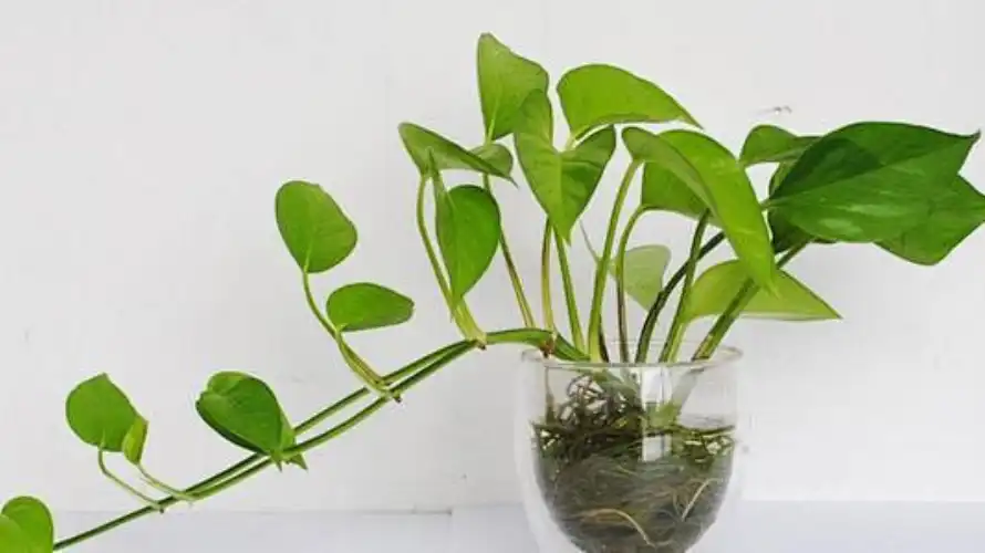 hydroponics