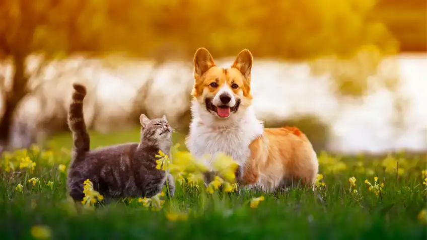 pets